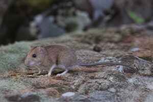 Image of a Oaxacan Big-toothed Deermouse in its natural habitat