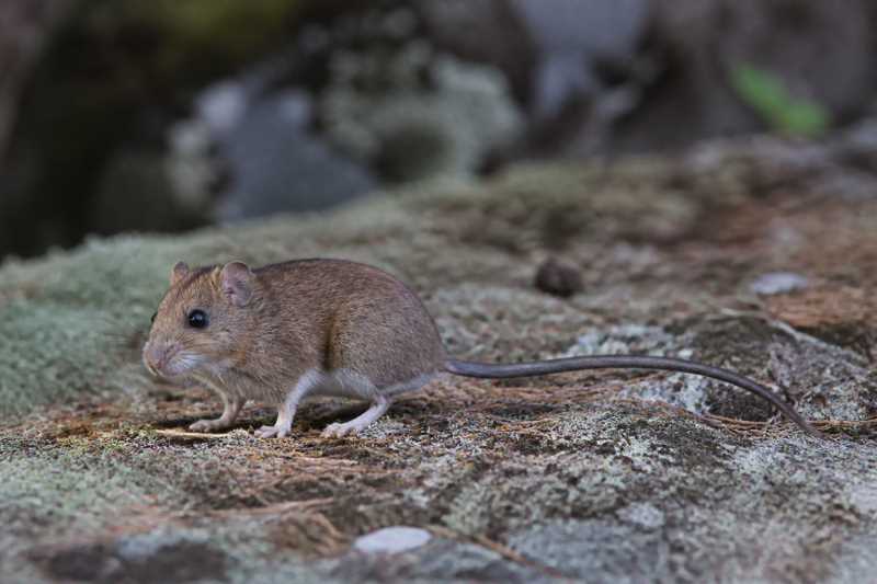 Image of a Oaxacan Big-toothed Deermouse in its natural habitat