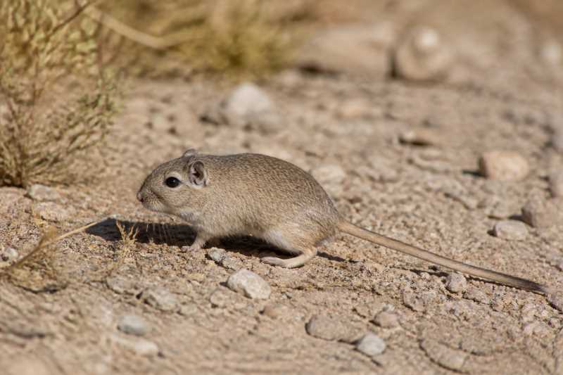 Image of a Occidental Gerbil in its natural habitat