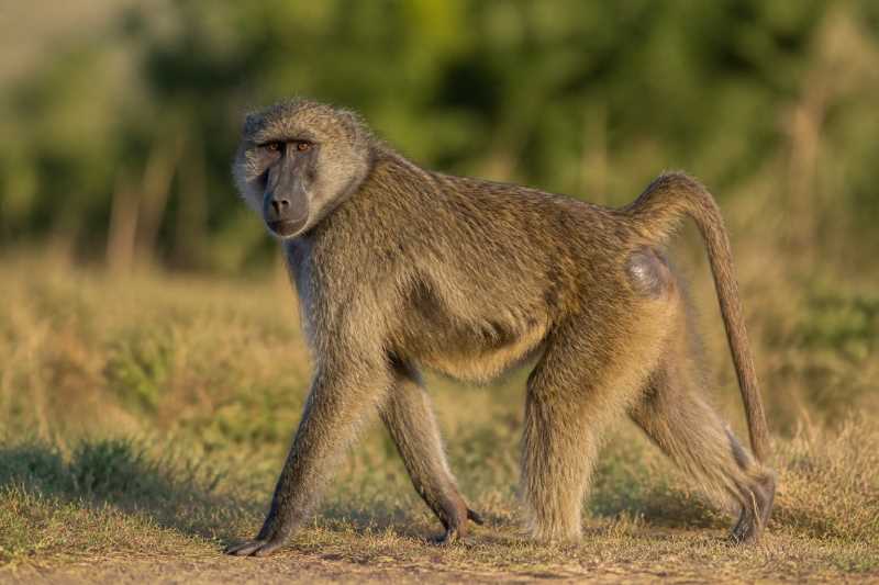 Image of a Olive Baboon in its natural habitat