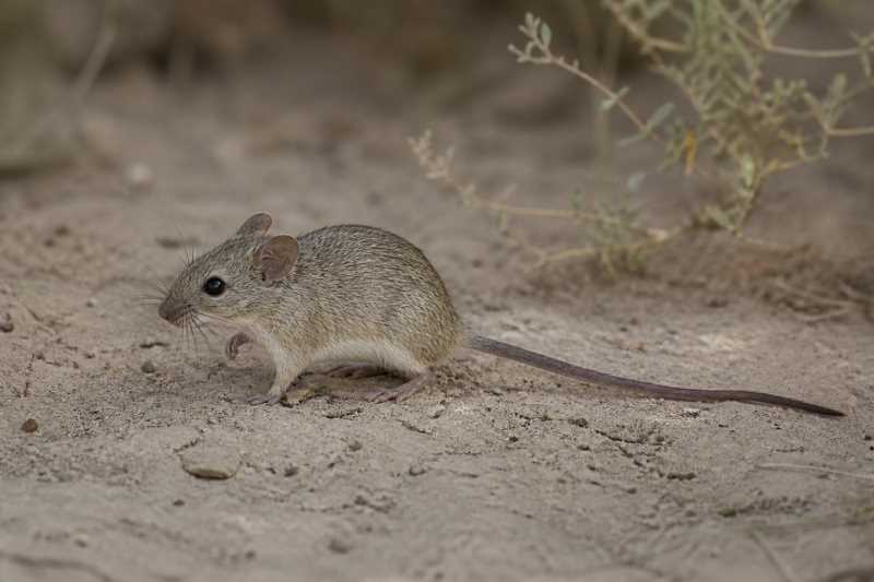 Image of a Olrog's Chaco Mouse in its natural habitat