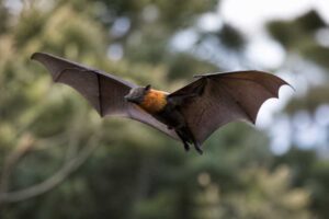 Image of a Ontong Java Flying Fox in its natural habitat