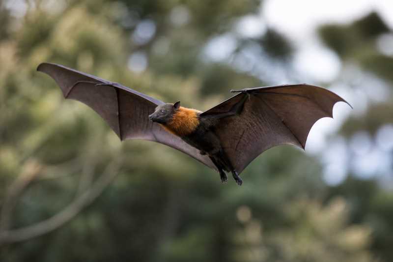 Image of a Ontong Java Flying Fox in its natural habitat