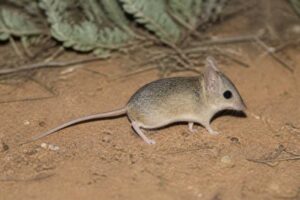 Image of a Ooldea Dunnart in its natural habitat