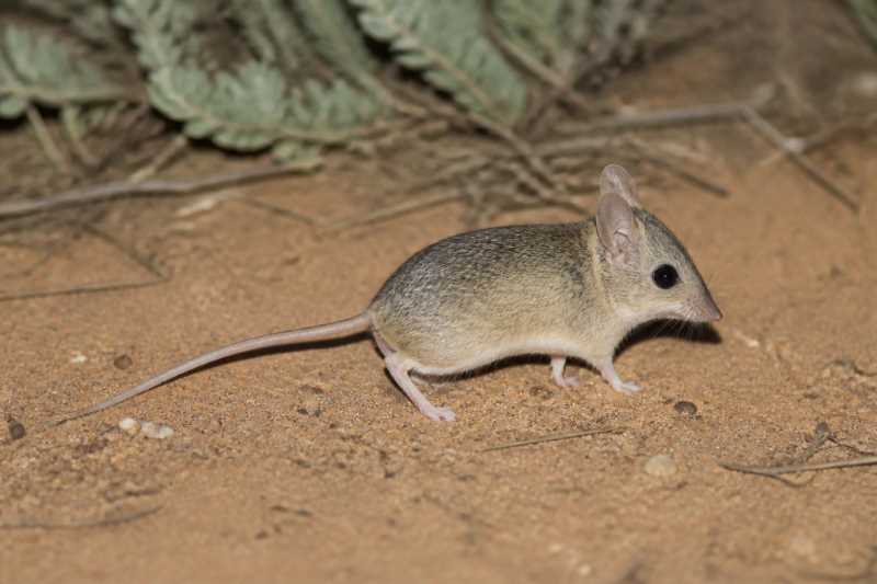 Image of a Ooldea Dunnart in its natural habitat