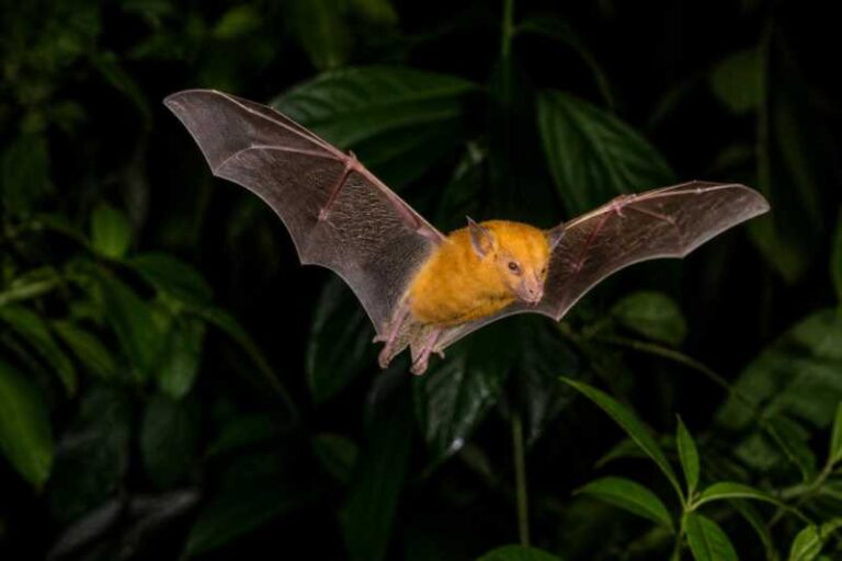 Image of a Orange Diamond-faced Bat in its natural habitat