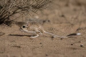 Image of a Ord's Kangaroo Rat in its natural habitat