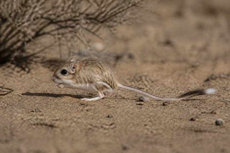 Image of a Ord's Kangaroo Rat in its natural habitat