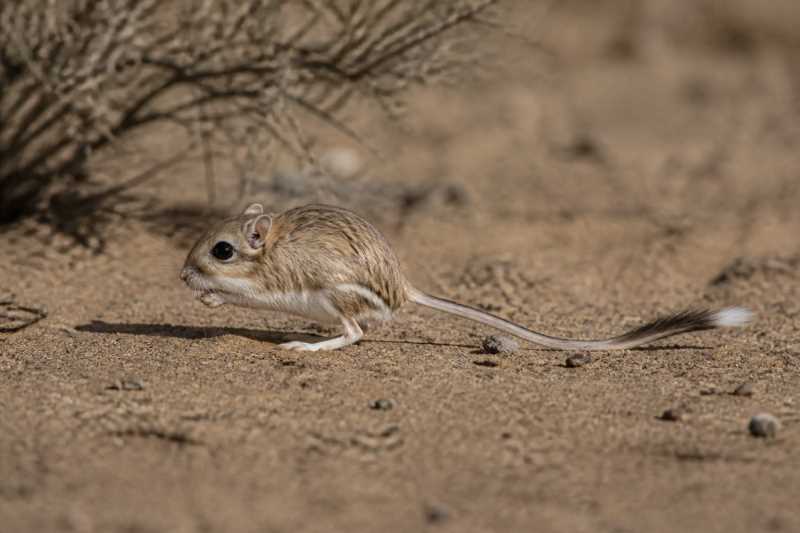 Image of a Ord's Kangaroo Rat in its natural habitat