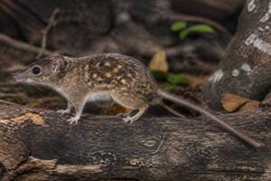 Image of a Orinocan Speckled Tree-rat in its natural habitat
