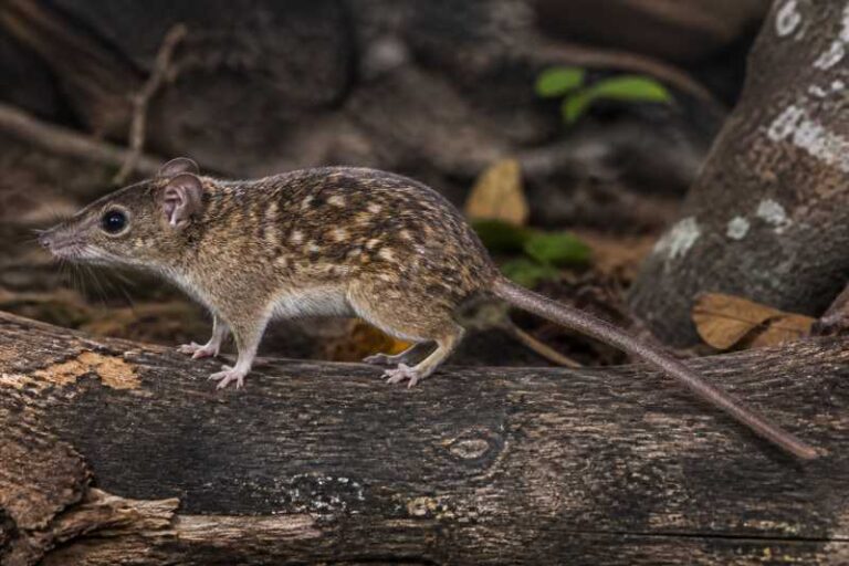 Image of a Orinocan Speckled Tree-rat in its natural habitat