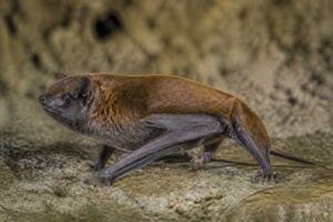 Image of a Orinoco Serotine in its natural habitat