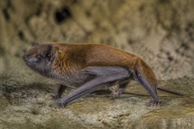 Image of a Orinoco Serotine in its natural habitat