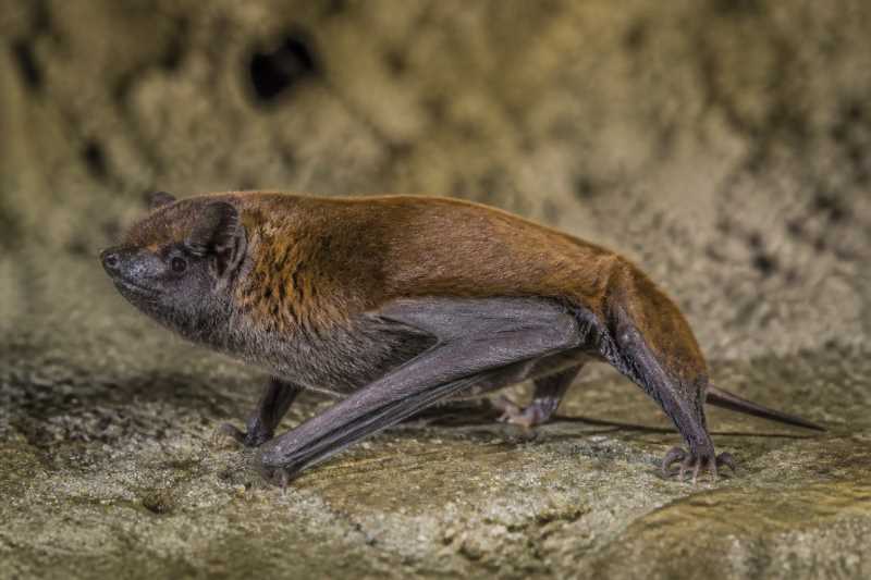 Image of a Orinoco Serotine in its natural habitat