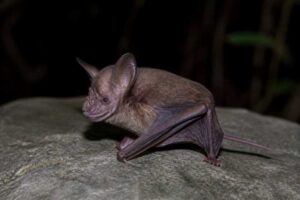 Image of a Osgood's Horseshoe Bat in its natural habitat