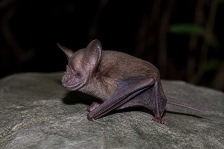 Image of a Osgood's Horseshoe Bat in its natural habitat