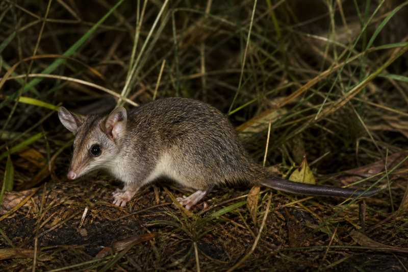 Image of a Osgood's Short-tailed Opossum in its natural habitat