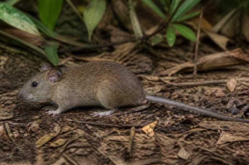 Image of a Osgood's Vietnamese Rat in its natural habitat