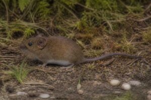 Image of a Otavalo's Oldfield Mouse in its natural habitat