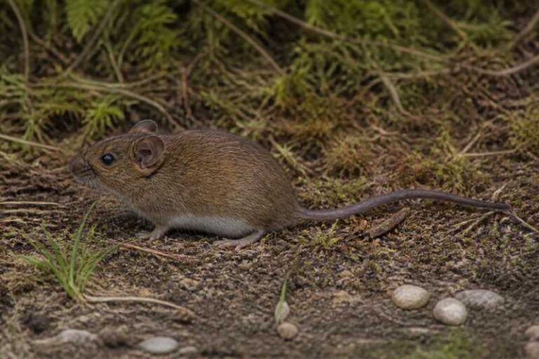 Image of a Otavalo's Oldfield Mouse in its natural habitat