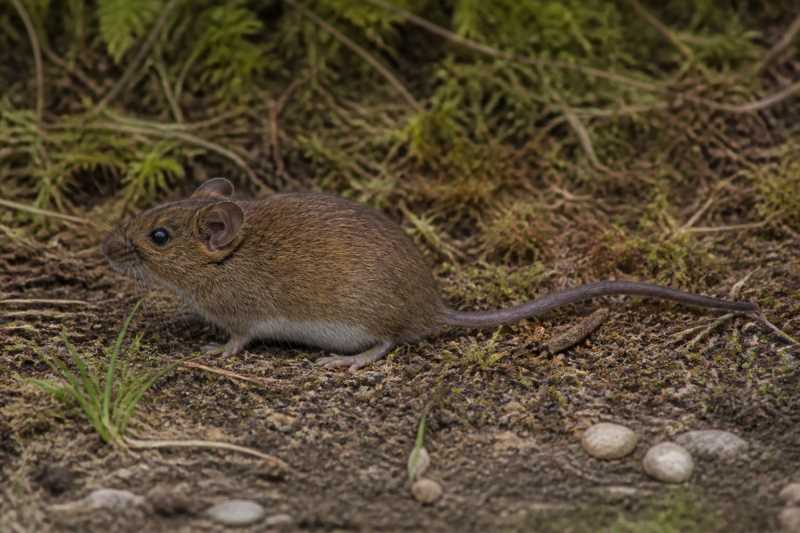 Image of a Otavalo's Oldfield Mouse in its natural habitat