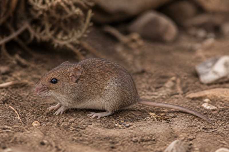 Image of a Pacheco's Pygmy Rice Rat in its natural habitat