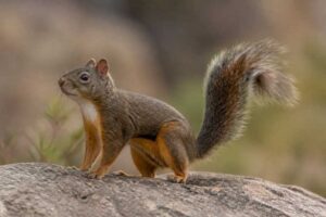 Image of a Pacheco's Squirrel in its natural habitat