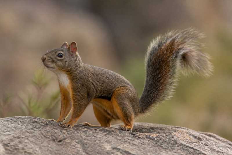 Image of a Pacheco's Squirrel in its natural habitat