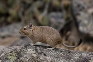Image of a Pacific Degu in its natural habitat