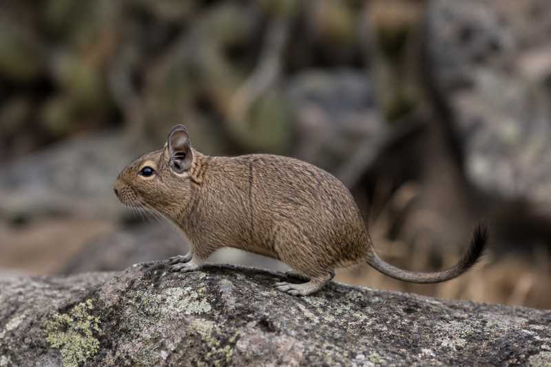 Image of a Pacific Degu in its natural habitat
