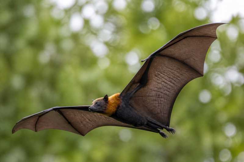 Image of a Pacific Flying Fox in its natural habitat