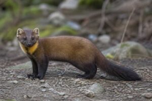 Image of a Pacific Marten in its natural habitat