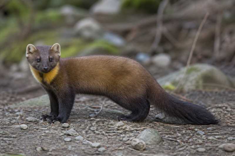 Image of a Pacific Marten in its natural habitat