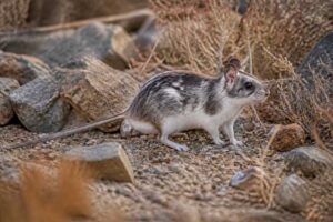 Image of a Painted Woodrat in its natural habitat