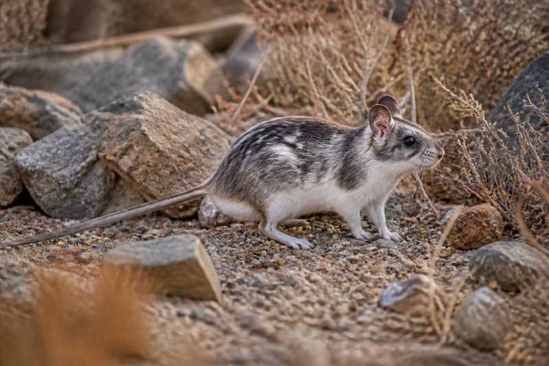 Image of a Painted Woodrat in its natural habitat