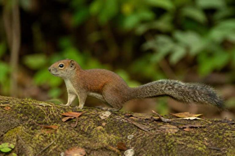 Image of a Palawan Montane Squirrel in its natural habitat
