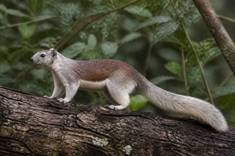Image of a Pale Giant Squirrel in its natural habitat