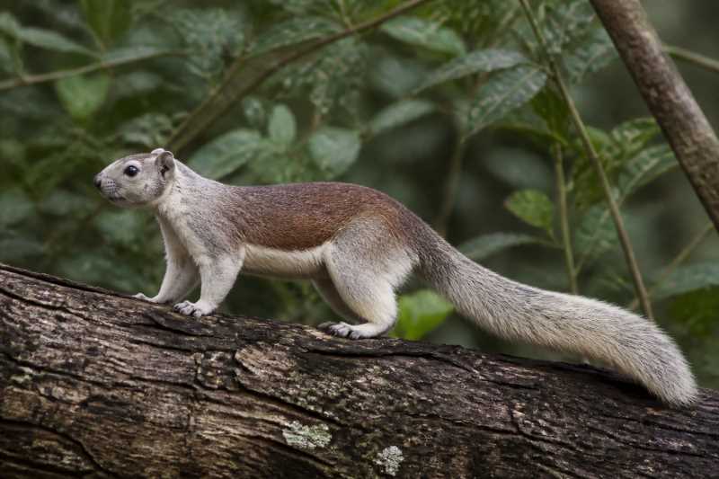 Image of a Pale Giant Squirrel in its natural habitat