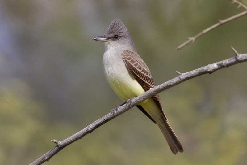 Image of a Pale-edged Flycatcher in its natural habitat