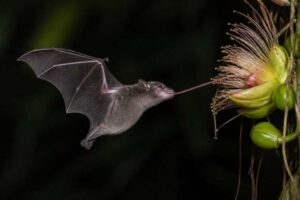 Image of a Pallas's Long-tongued Bat in its natural habitat