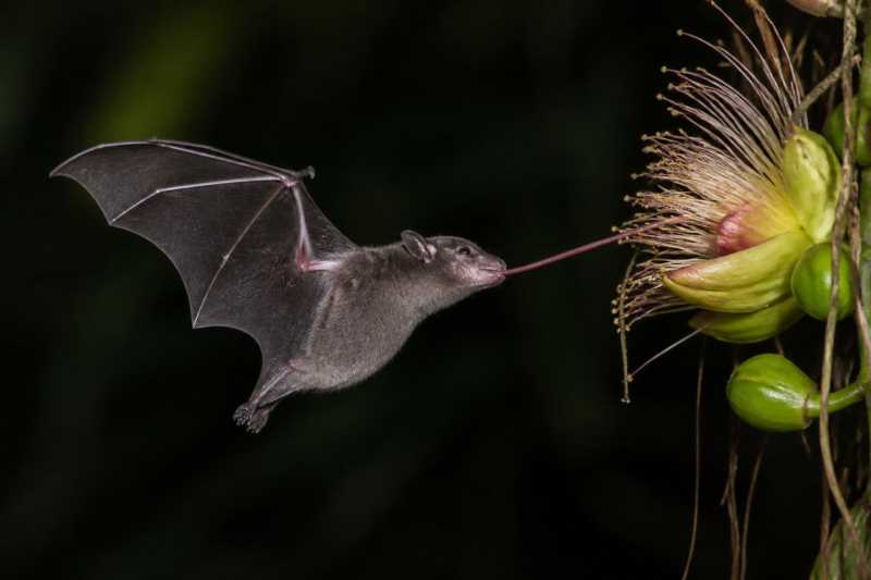 Image of a Pallas's Long-tongued Bat in its natural habitat