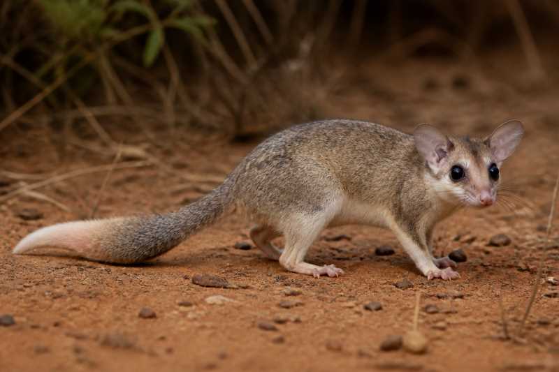 Image of a Pallid Fat-tailed Opossum in its natural habitat