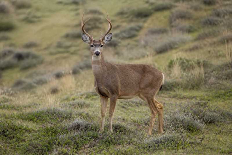 Image of a Pampas Deer in its natural habitat