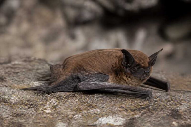 Image of a Pampas Myotis in its natural habitat