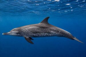Image of a Pantropical Spotted Dolphin in its natural habitat