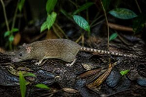Image of a Papuan Lowland Mosaic-tailed Rat in its natural habitat