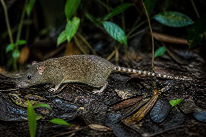 Image of a Papuan Lowland Mosaic-tailed Rat in its natural habitat