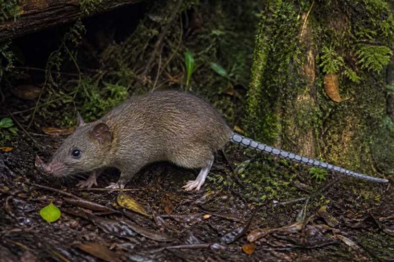 Image of a Papuan Mosaic-tailed Rat in its natural habitat