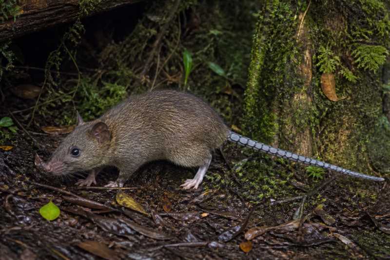 Image of a Papuan Mosaic-tailed Rat in its natural habitat