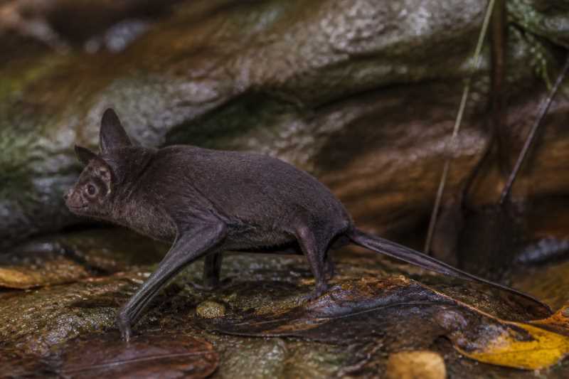 Image of a Papuan Sheath-tailed Bat in its natural habitat